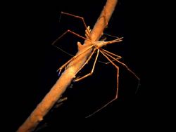 an arrow crab resting on a piece of fire coral. taken in ... by Ryan Frimel 
